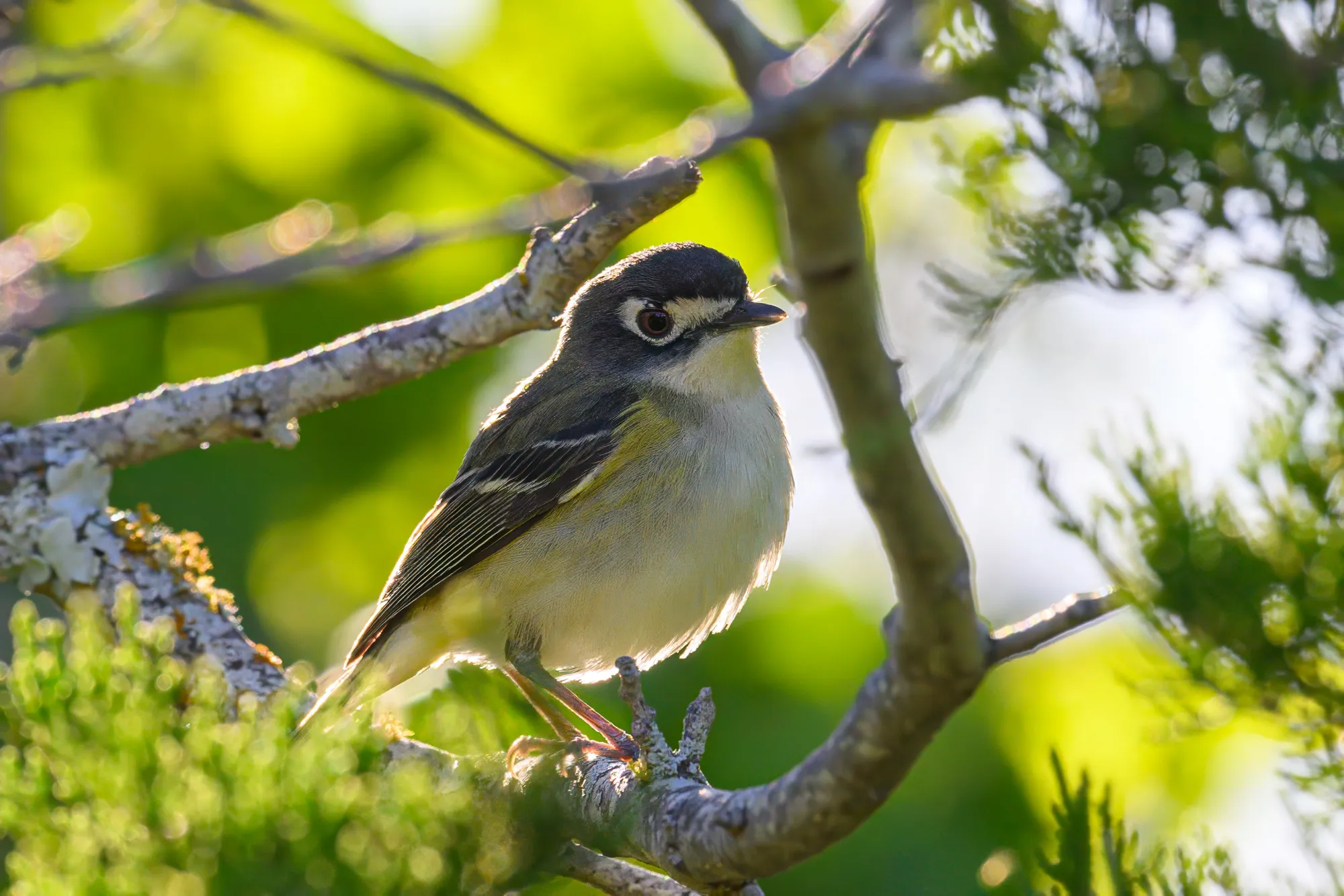 A Texas Hill Country endemic vireo, backlit in the junipers