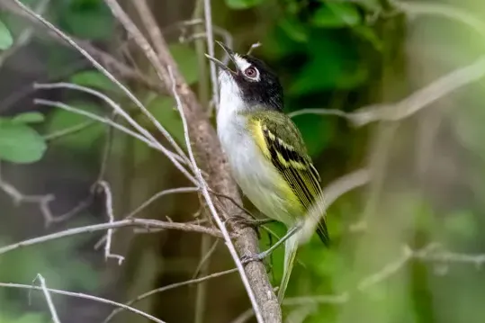 Black-capped Vireo