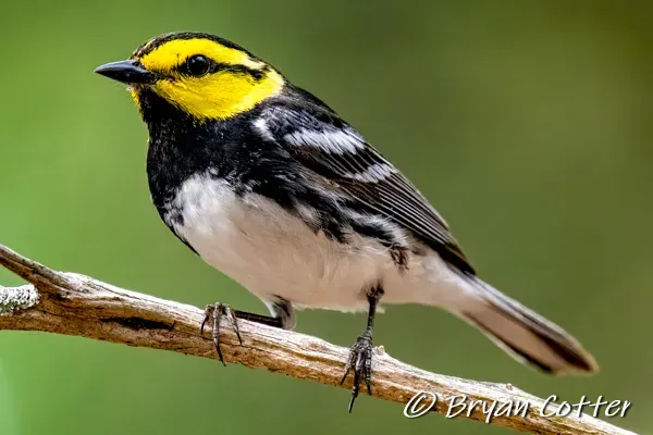 Golden-cheeked Warbler
