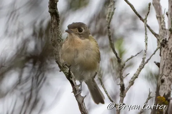 Hill Country Endemics