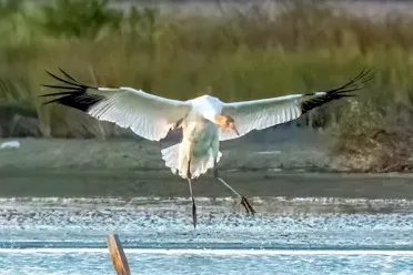 Whooping Crane