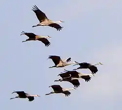 Sandhill Cranes